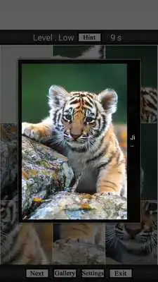 Play Puzzle Animal For Children Play Puzzle Animal For Children