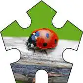 Free play online Puzzle Bugs APK