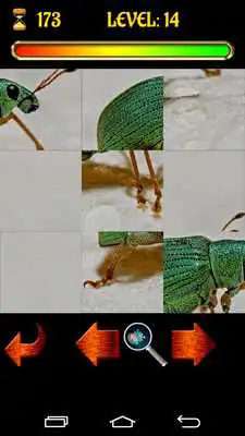 Play Puzzle Bugs