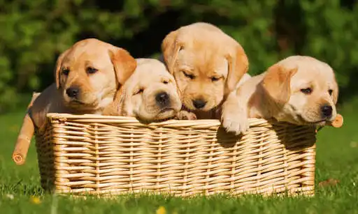Play Puzzle Cute Dog  and enjoy Puzzle Cute Dog with UptoPlay