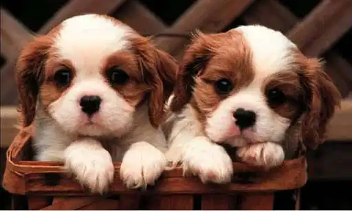 Play Puzzle Cute Dog as an online game Puzzle Cute Dog with UptoPlay