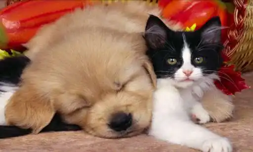 Play Puzzle Cute Dog - Sliding Puzzle, Tile Puzzle Game as an online game Puzzle Cute Dog - Sliding Puzzle, Tile Puzzle Game with UptoPlay