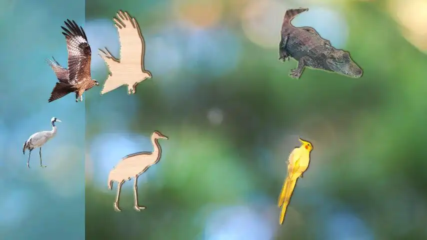 Play Puzzle Game Animals Birds and Fish for Toddlers  and enjoy Puzzle Game Animals Birds and Fish for Toddlers with UptoPlay