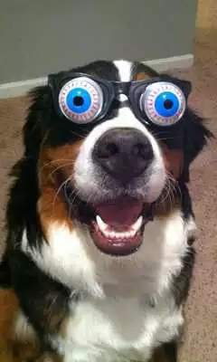 Play Puzzle Game, Cute Dog