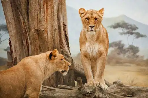 Play Puzzle Lion  and enjoy Puzzle Lion with UptoPlay