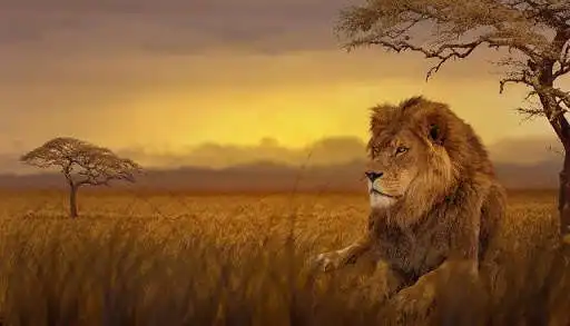 Play Puzzle Lion as an online game Puzzle Lion with UptoPlay