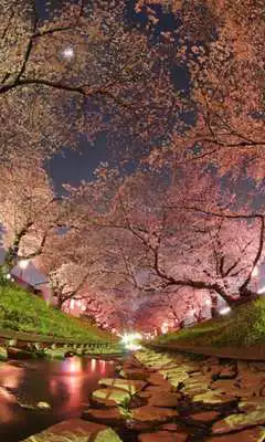 Play Puzzles Flower Sakura
