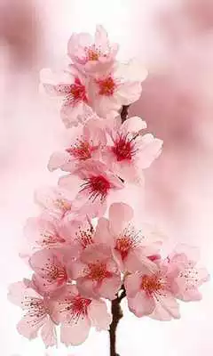 Play Puzzles Flower Sakura