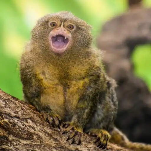Play Pygmy Marmoset Wallpaper APK