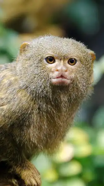 Play Pygmy Marmoset Wallpaper  and enjoy Pygmy Marmoset Wallpaper with UptoPlay