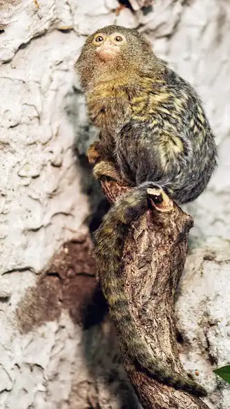 Play Pygmy Marmoset Wallpaper as an online game Pygmy Marmoset Wallpaper with UptoPlay