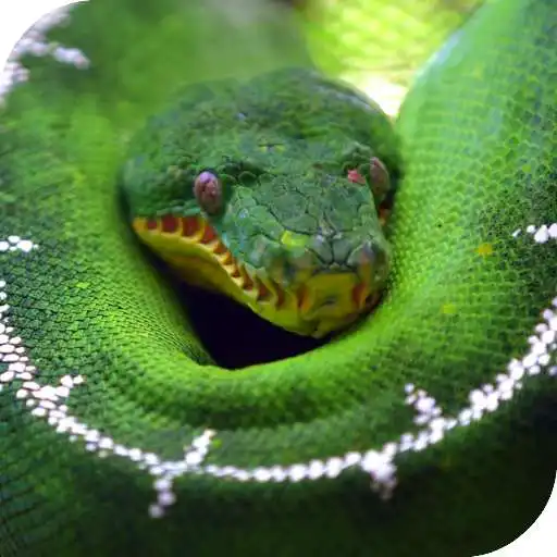 Free play online Python Live Wallpaper APK
