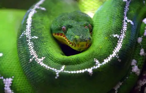 Play Python Live Wallpaper