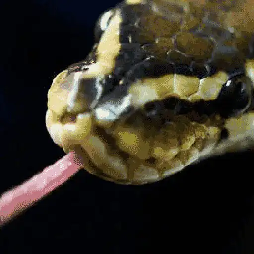 Play Python Score - Basic Syntax APK