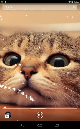 Play Q Cat Live Wallpaper  and enjoy Q Cat Live Wallpaper with UptoPlay