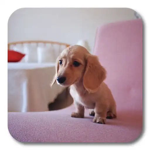 Play Q Dog Live Wallpaper APK