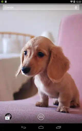Play Q Dog Live Wallpaper  and enjoy Q Dog Live Wallpaper with UptoPlay