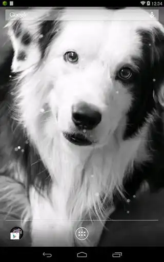 Play Q Dog Live Wallpaper as an online game Q Dog Live Wallpaper with UptoPlay