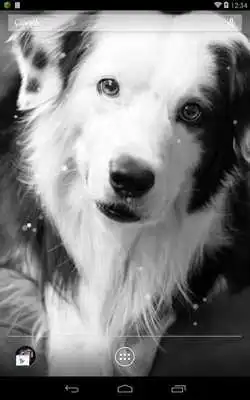 Play Q Dog