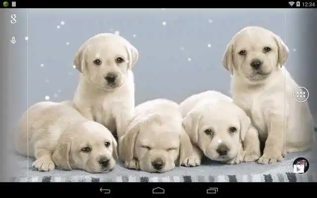 Play Q Dog