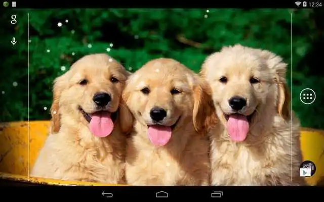 Play Q Dog