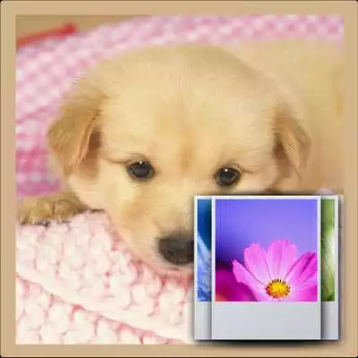 Play Q Puppy Wallpaper