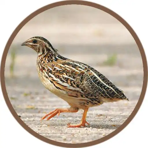 Play Quail Bird (Animal) Sounds APK Play Quail Bird (Animal) Sounds APK