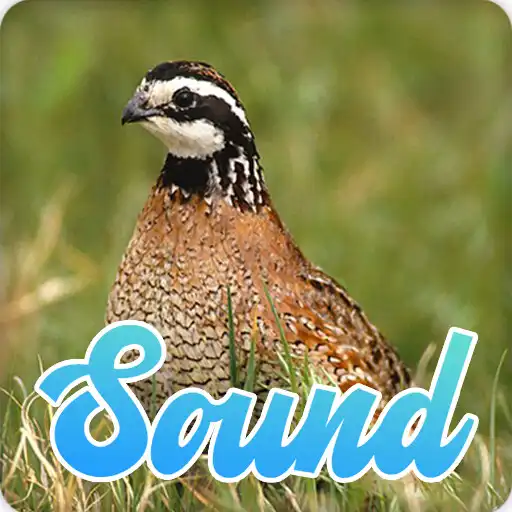 Play Quail Bird Call Sounds Effect APK