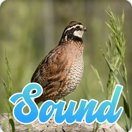 Play Quail Bird Sounds Effect APK