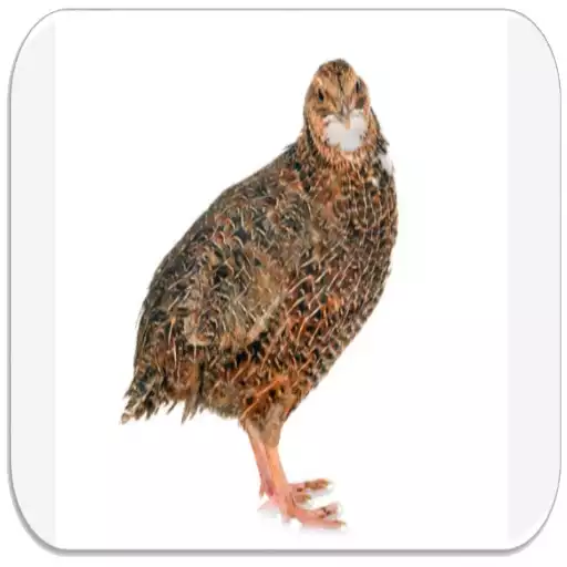 Play Quail bird sounds APK Play Quail bird sounds APK