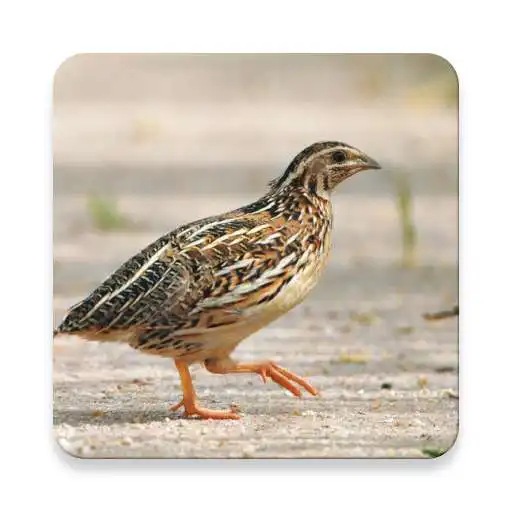 Play Quail Bird Sounds ~ Sclip.app APK Play Quail Bird Sounds ~ Sclip.app APK
