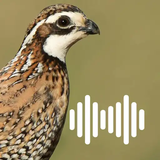 Play Quail hunting calls APK