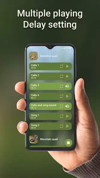 Play Quail hunting calls as an online game Quail hunting calls with UptoPlay