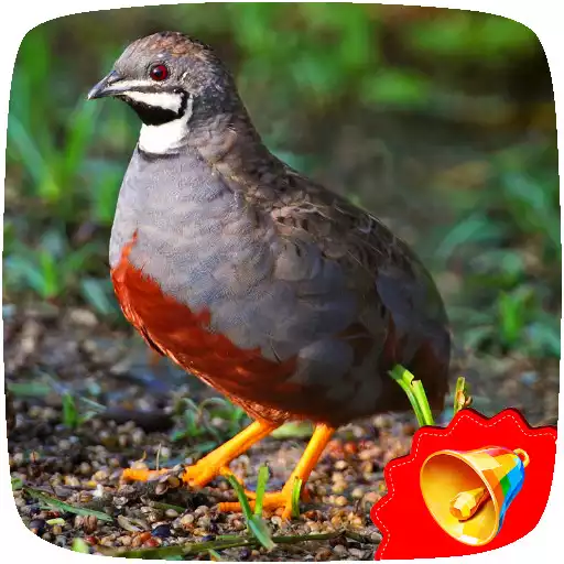 Play Quail Sounds APK