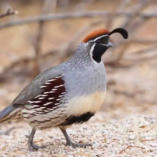 Play Quail Wallpaper APK