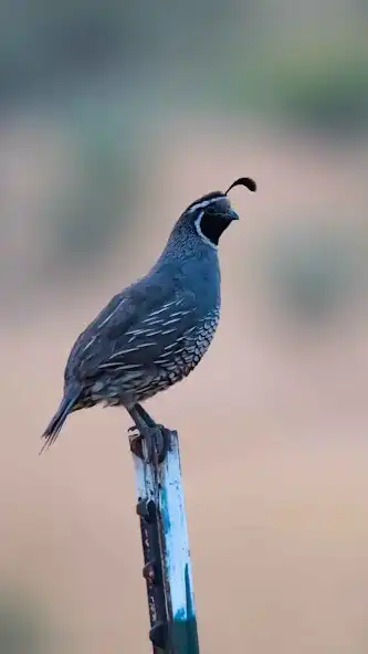 Play Quail Wallpaper and enjoy Quail Wallpaper with UptoPlay Play Quail Wallpaper and enjoy Quail Wallpaper with UptoPlay