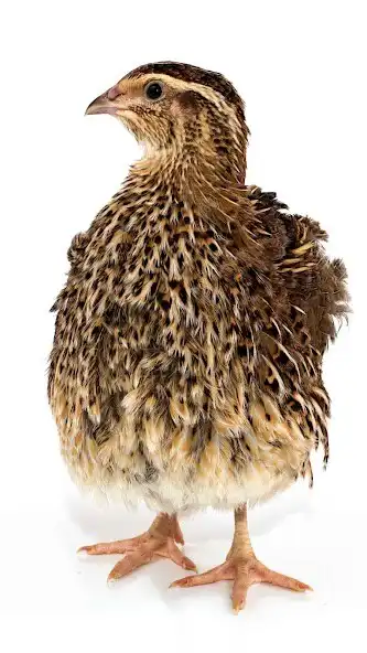 Play Quail Wallpaper as an online game online Quail Wallpaper with UptoPlay Play Quail Wallpaper as an online game Quail Wallpaper with UptoPlay