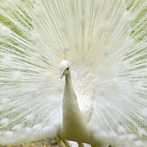 Free play online Queen Peacock Live Wallpaper APK