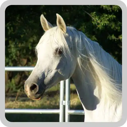 Play Quelle est la couleur du cheval de Henri IV / Quiz APK