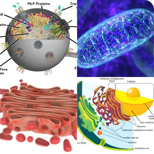 Play QUIZ BIO CELL 2022 APK Play QUIZ BIO CELL 2022 APK