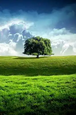 Play Quiz for Z800 Fans