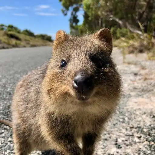 Play Quokka Wallpaper APK