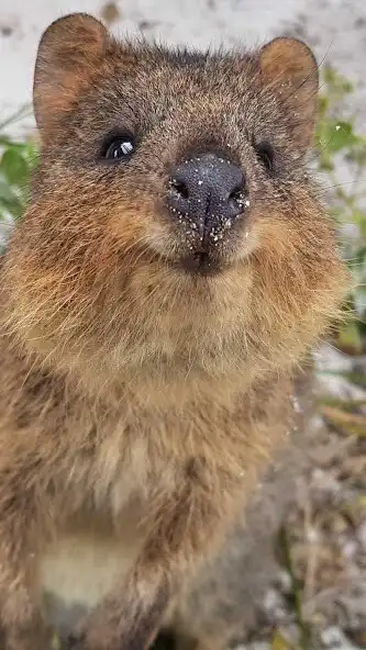 Play Quokka Wallpaper and enjoy Quokka Wallpaper with UptoPlay Play Quokka Wallpaper and enjoy Quokka Wallpaper with UptoPlay
