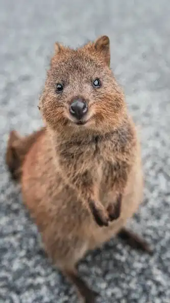 Play Quokka Wallpaper as an online game online Quokka Wallpaper with UptoPlay Play Quokka Wallpaper as an online game Quokka Wallpaper with UptoPlay