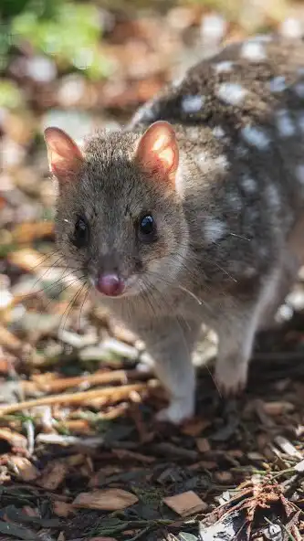 Play Quoll Wallpaper and enjoy Quoll Wallpaper with UptoPlay Play Quoll Wallpaper and enjoy Quoll Wallpaper with UptoPlay