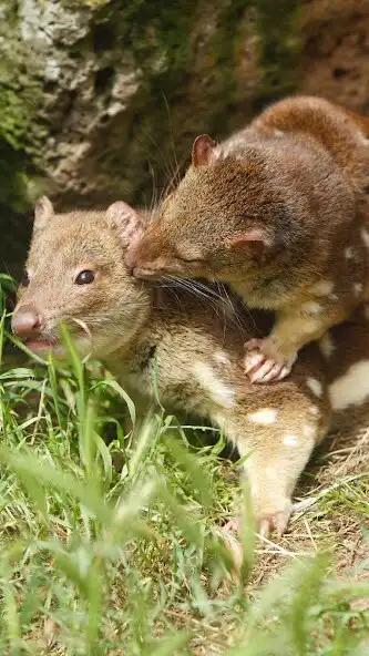 Play Quoll Wallpaper as an online game online Quoll Wallpaper with UptoPlay Play Quoll Wallpaper as an online game Quoll Wallpaper with UptoPlay