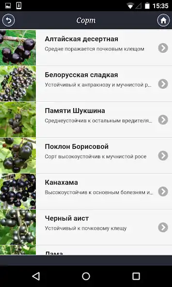 Play Смородина: от "А" до "Я" as an online game Смородина: от "А" до "Я" with UptoPlay