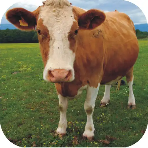 Play Qurabani at Home APK