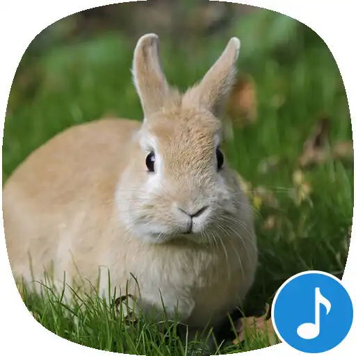 Free play online Rabbit and Bunny Sounds APK