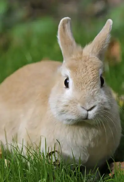 Play Rabbit and Bunny Sounds